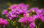 Wildflower Tours of Perth